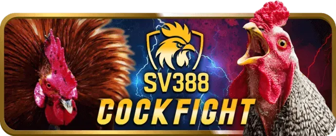 Đặt cược đá gà ibet188